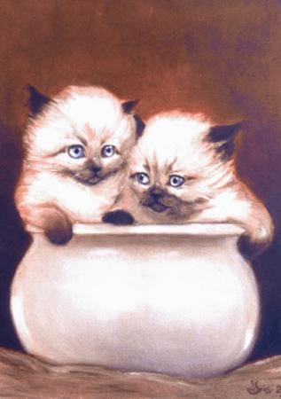 Gattini 